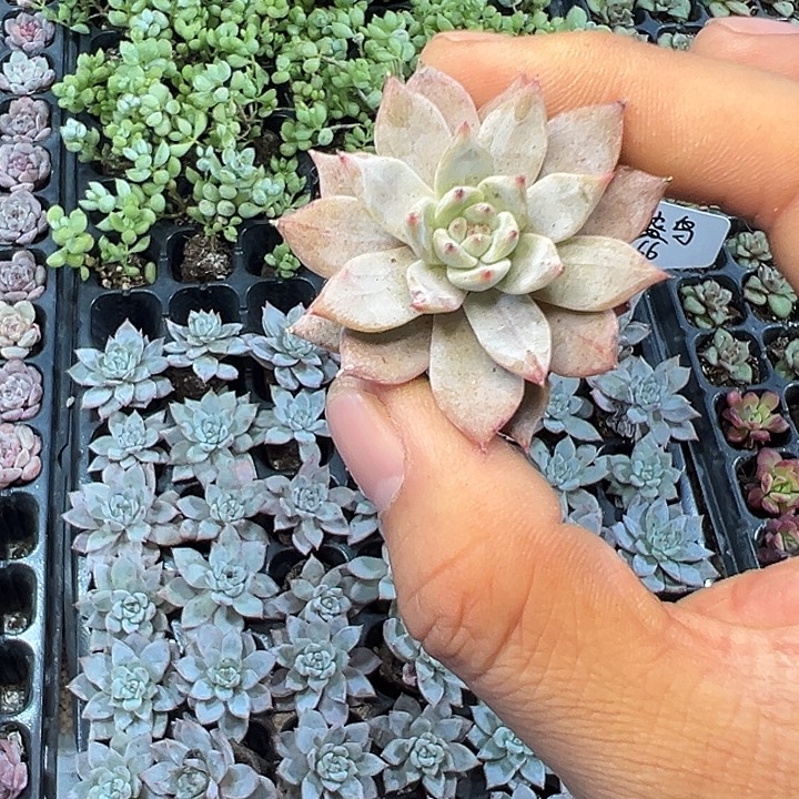 粉蓝鸟 满10颗包邮