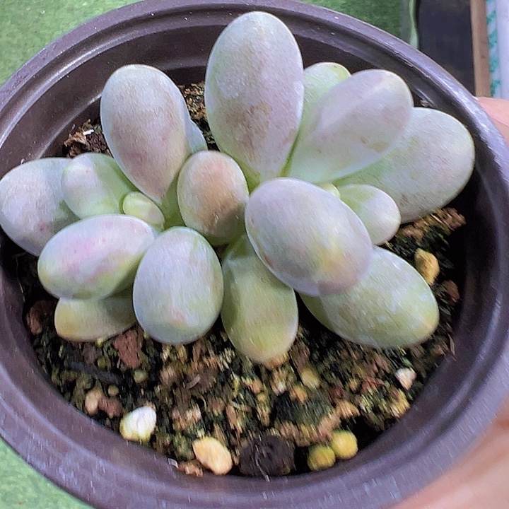大糖果美人19包邮多肉植物