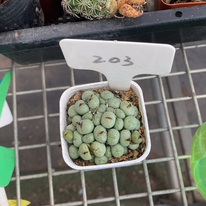 伯克利和格蕾纳等著名音乐家