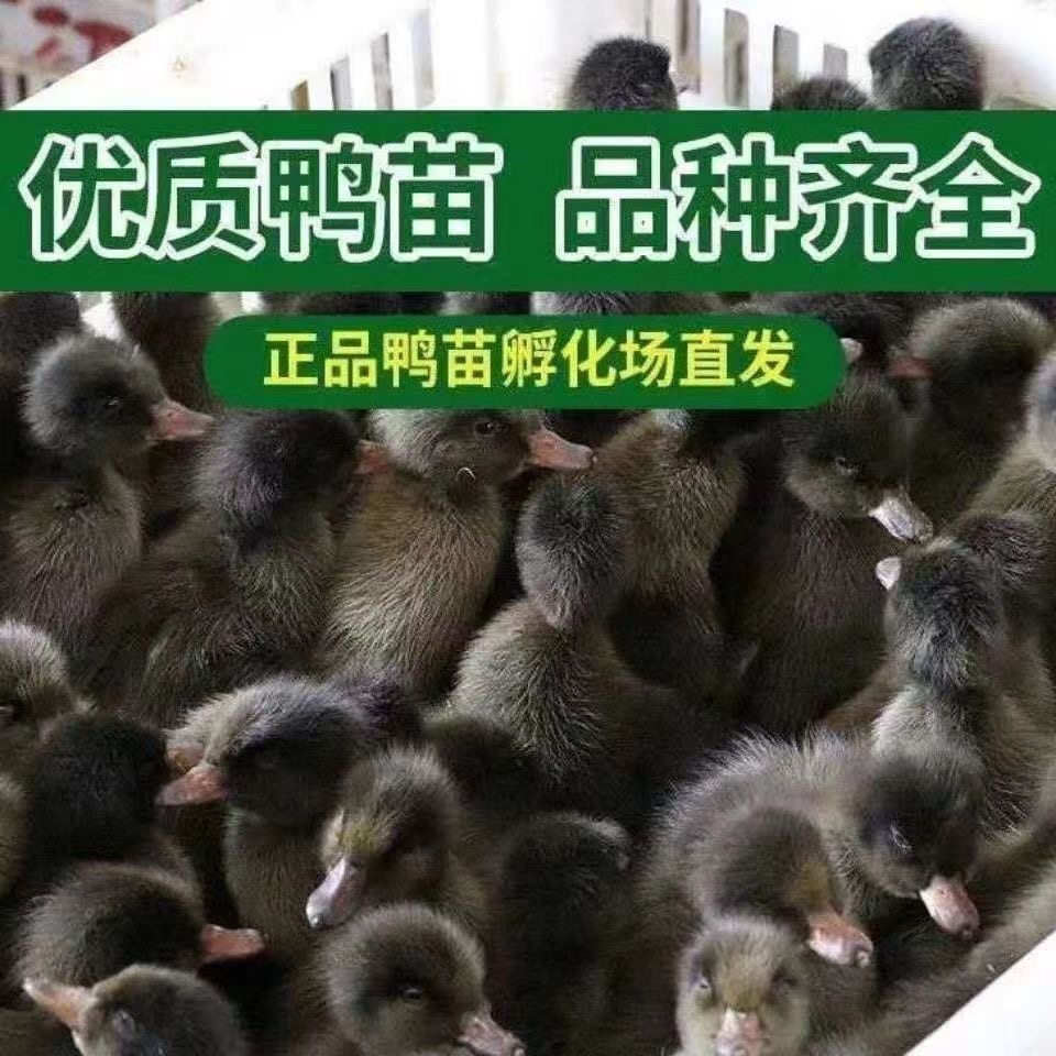 （优质下蛋鸭）宠物鸭顺丰苗包邮到家