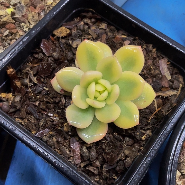 橙子款锦哦哦哦哦