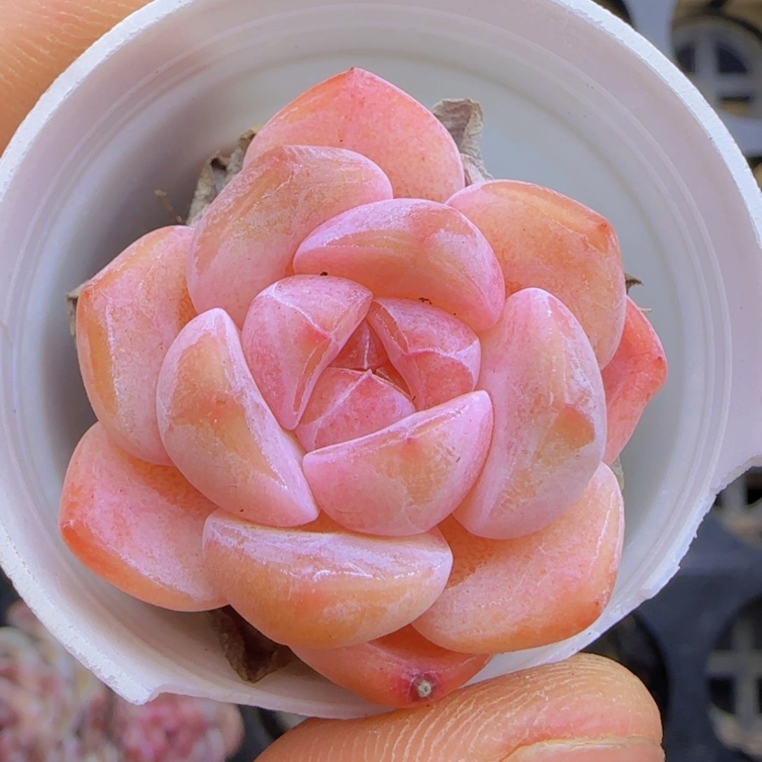 粉色冰魄单头j k