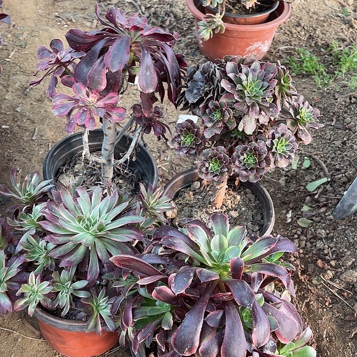 4棵玫瑰玫瑰玫瑰玫瑰