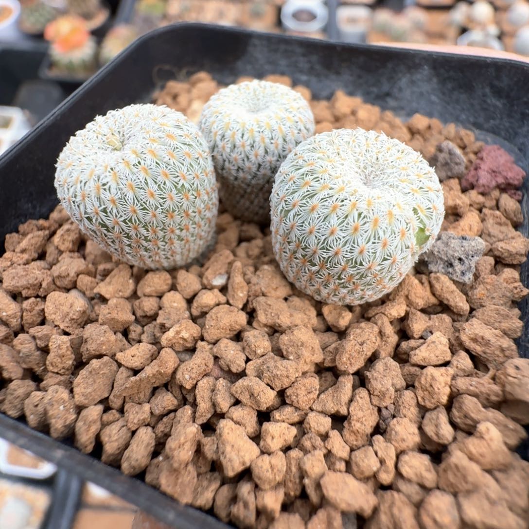 无花朵实生月世界一颗有掉刺不售后