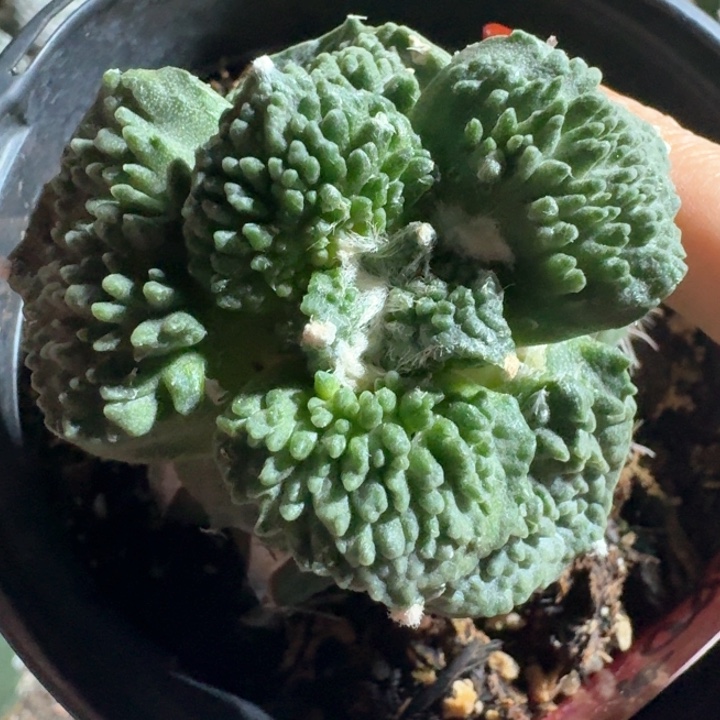 炸优怪兽哥斯拉苗接