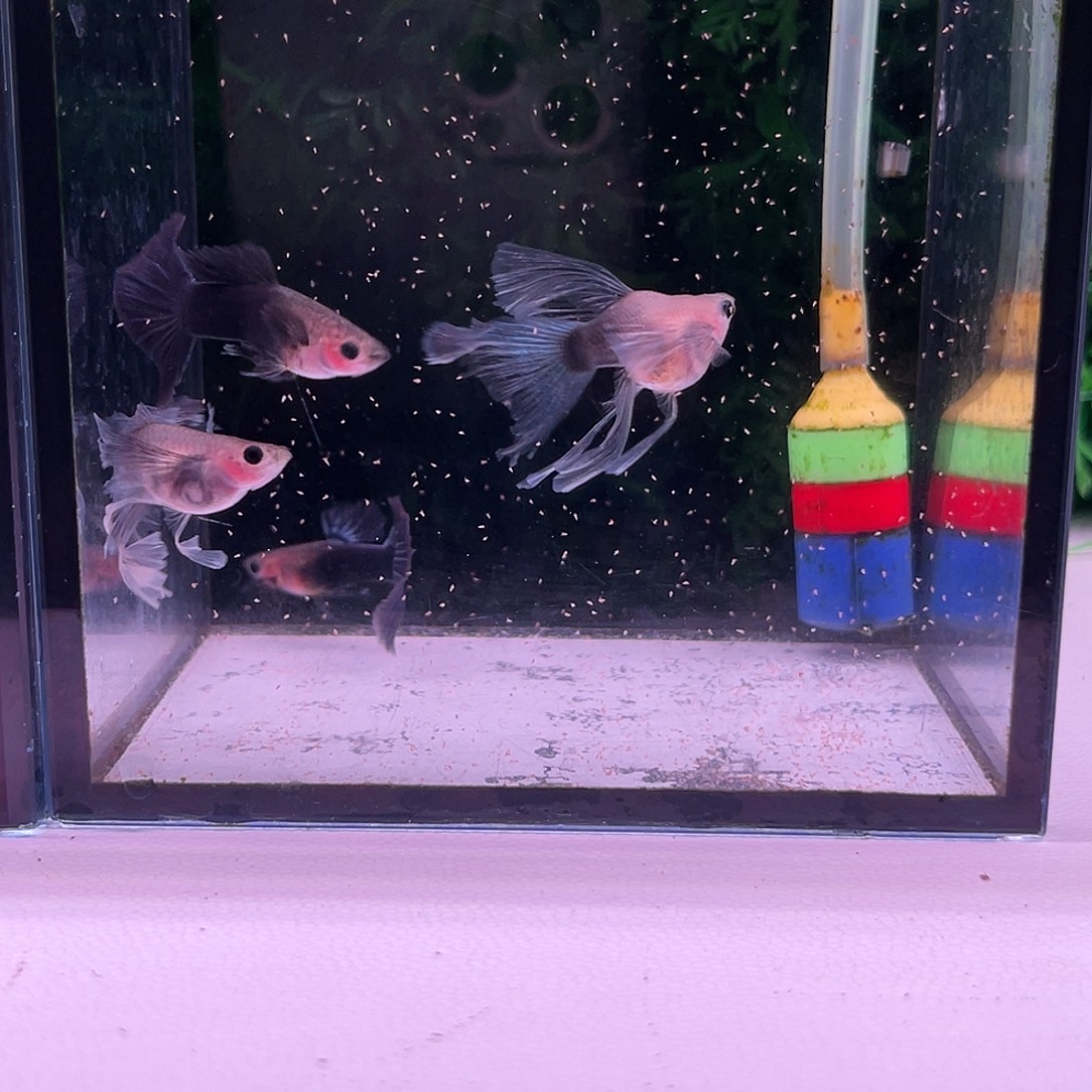 黑玛丽鱼蓝礼服玻璃体绣球2对