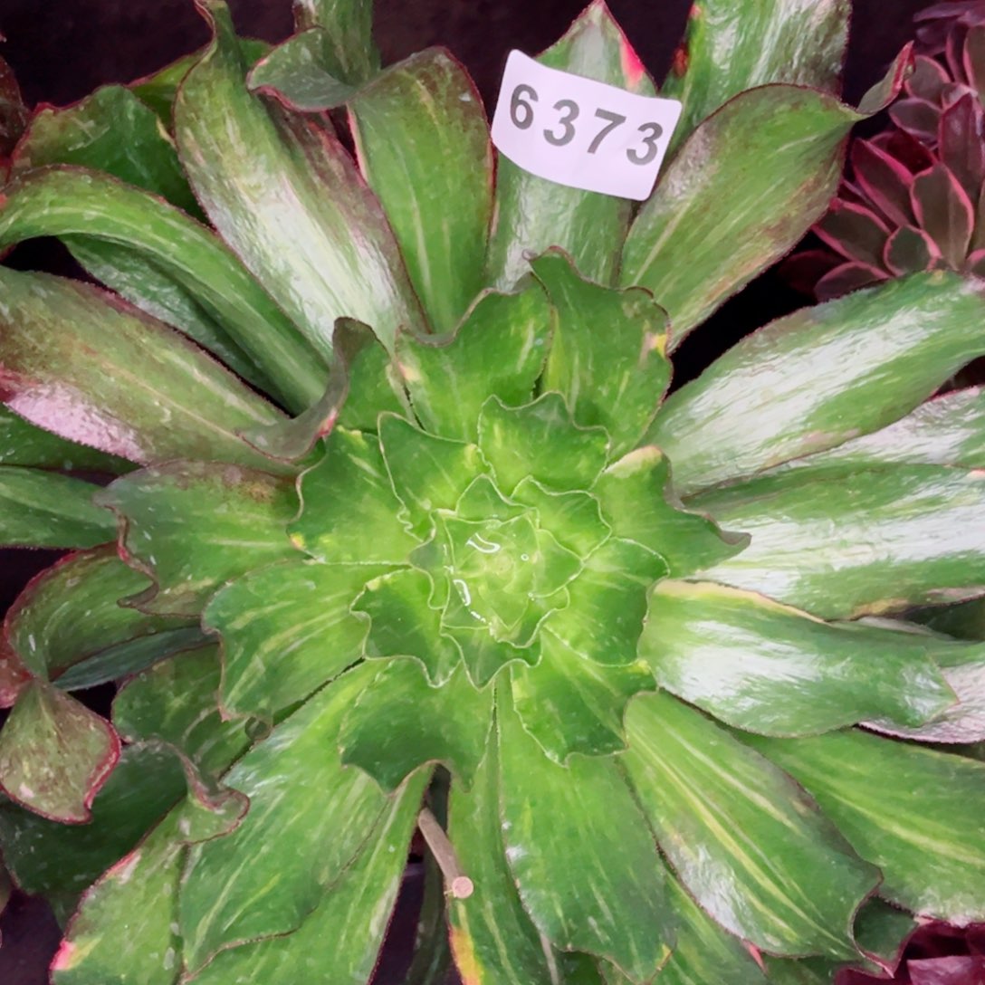 小冰七彩多肉发货