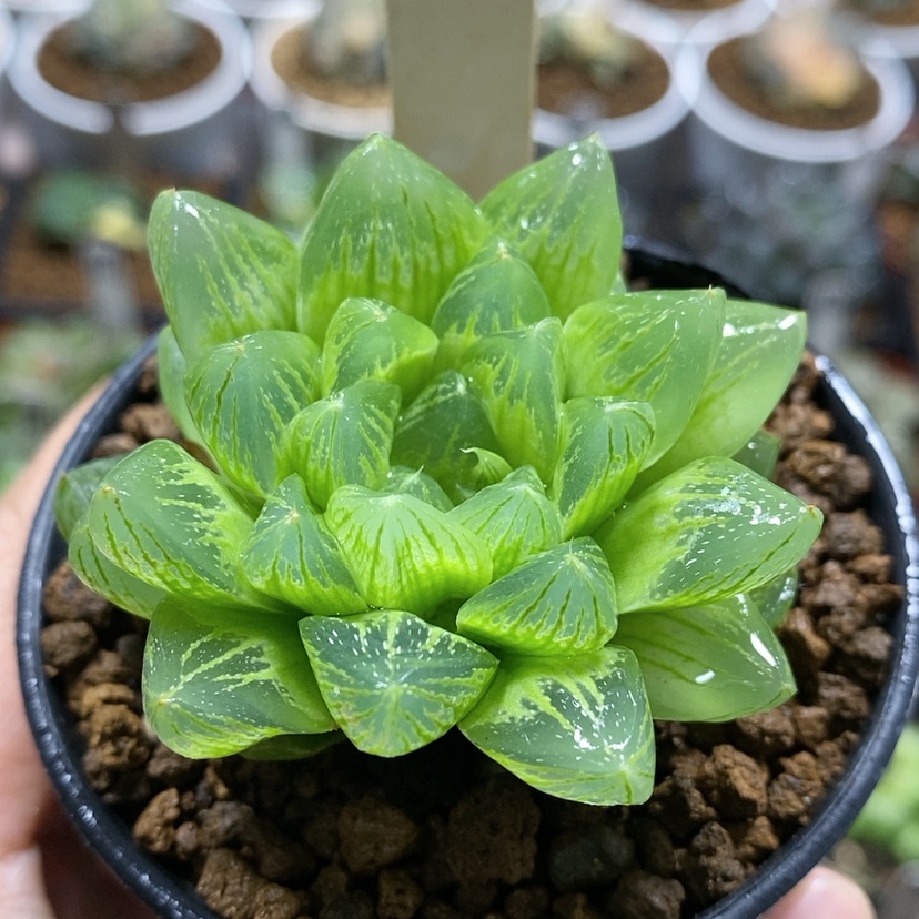 【闪购商品】127雪花