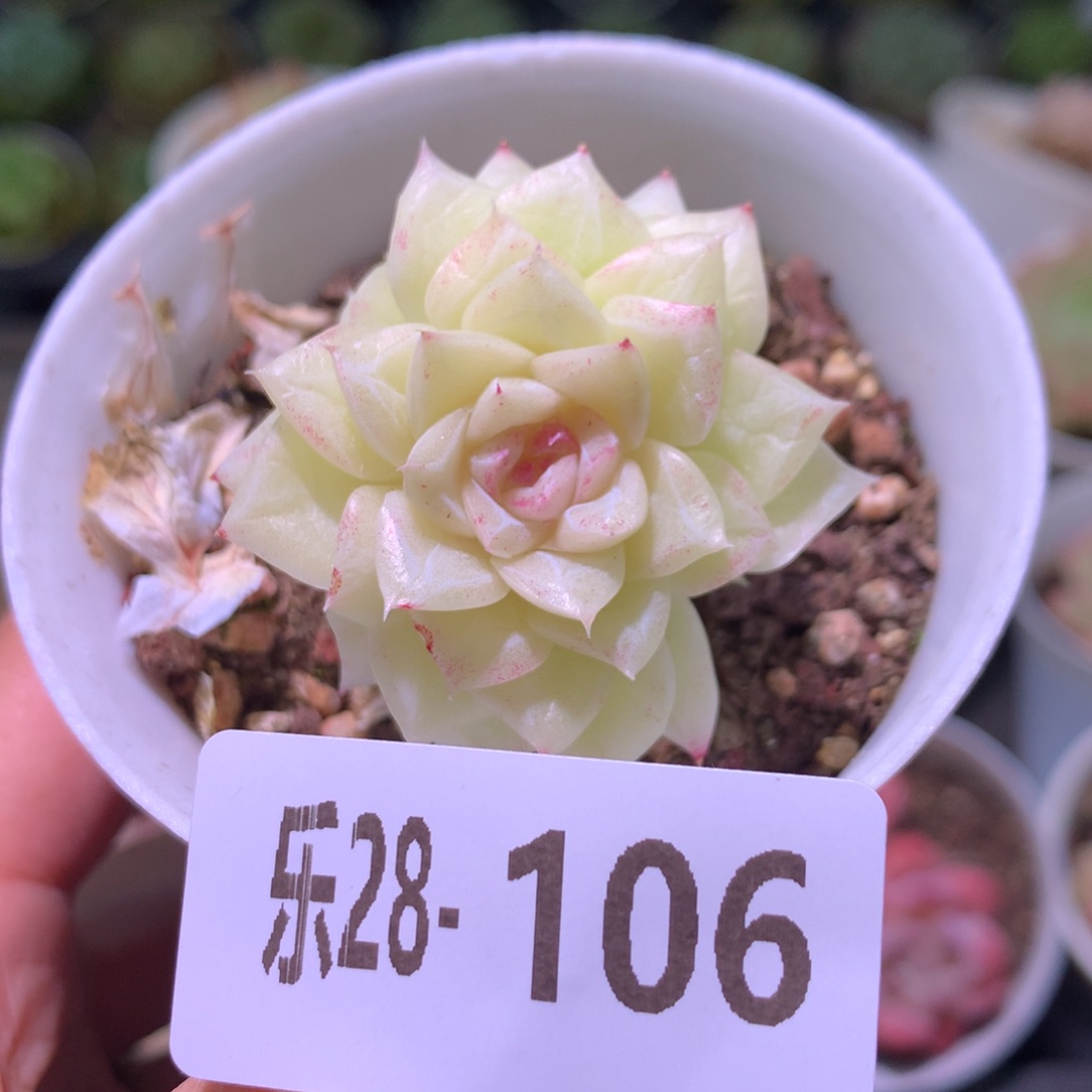 乐然28-106 白天鹅 