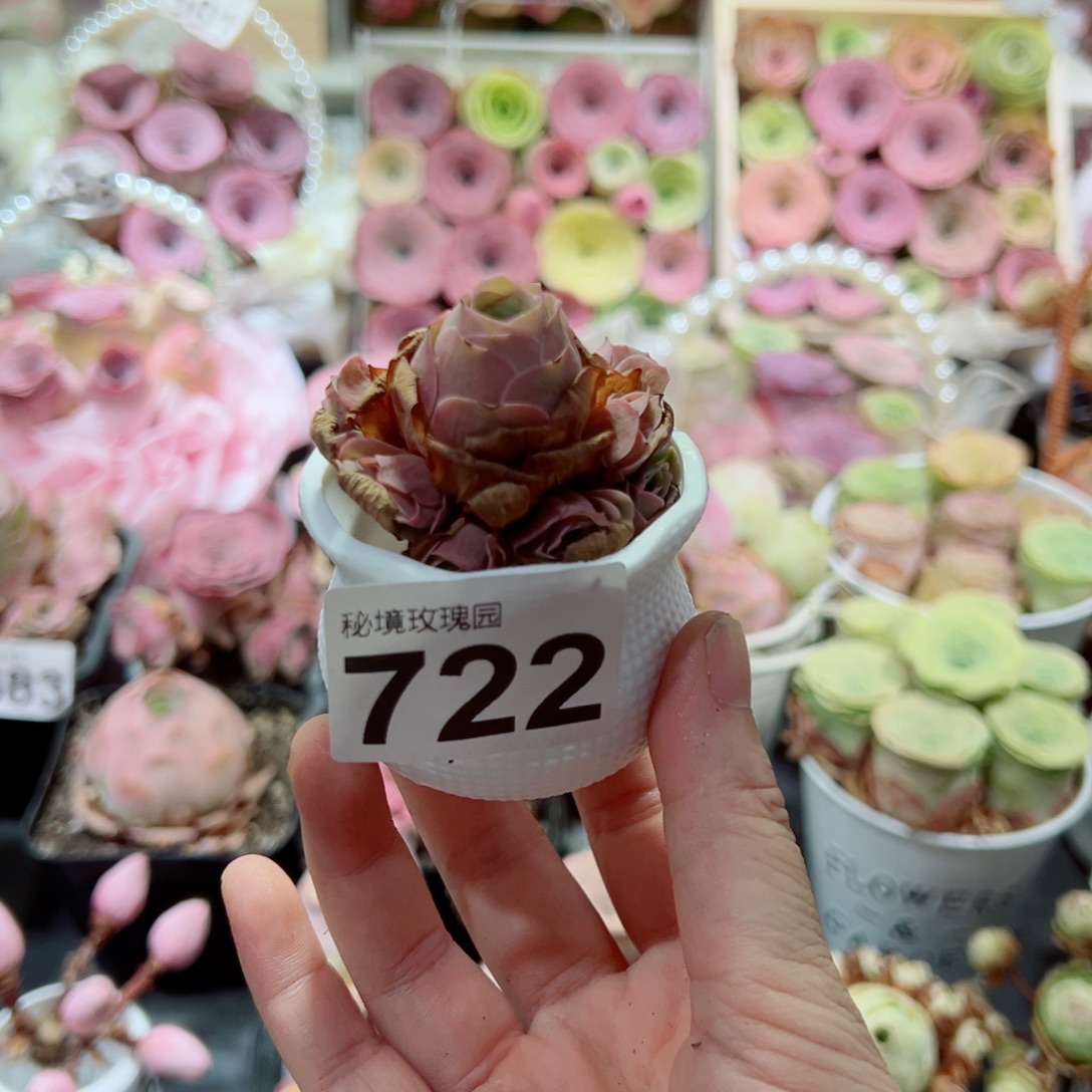 糯***圆722落樱小捧花群。  一物一拍