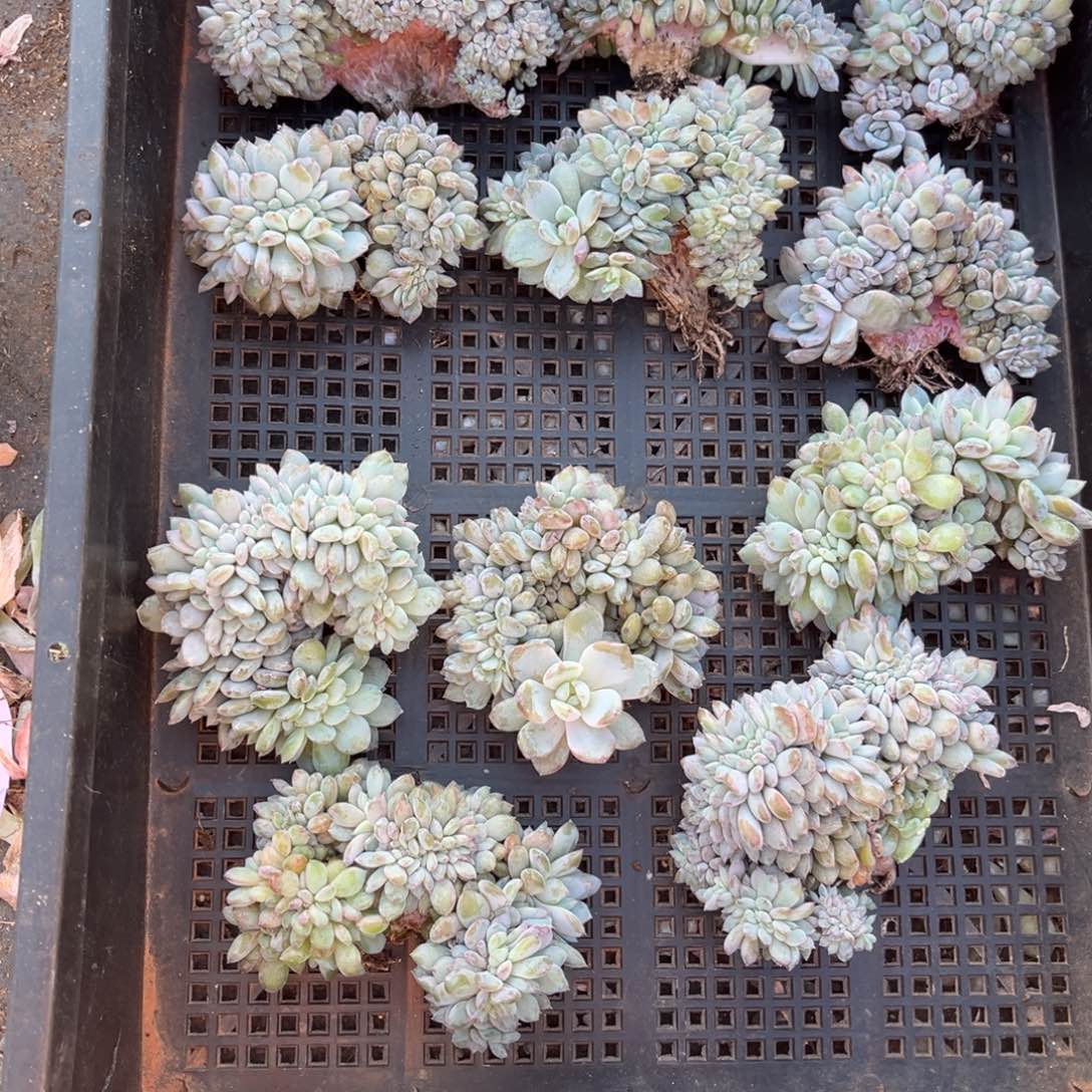 缘***)556号  有瑕疵不退不换新疆西藏内蒙古不包邮