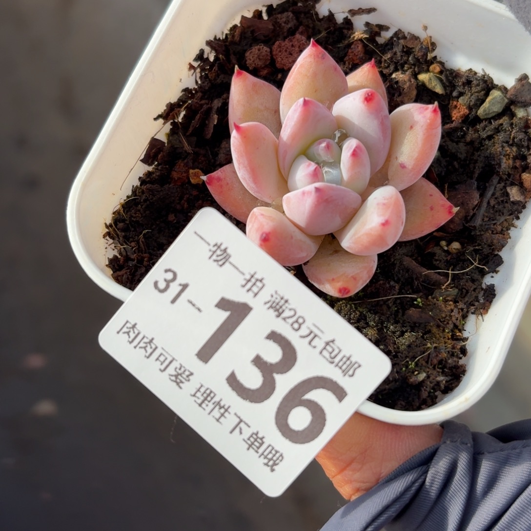 祖母绿无盆土发货无