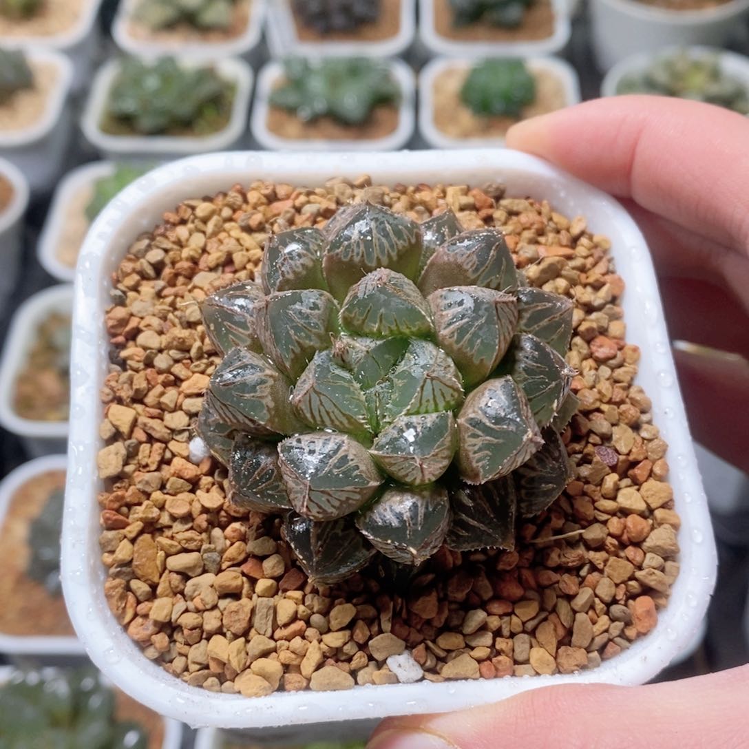 楼兰玉露多肉植物