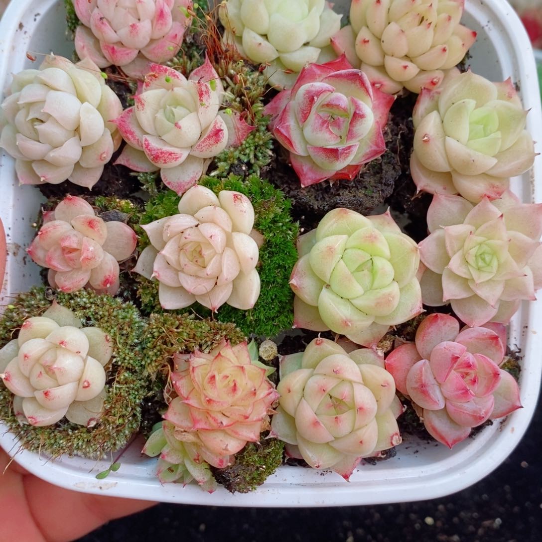 1-997 新疆西藏内蒙不发12.8包邮2-3公分多肉