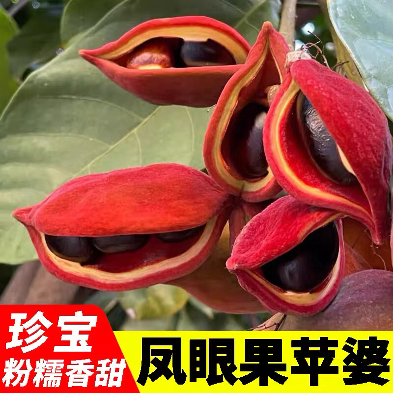 广西新鲜凤眼果九层皮果当季现摘鲜果不带荚包邮