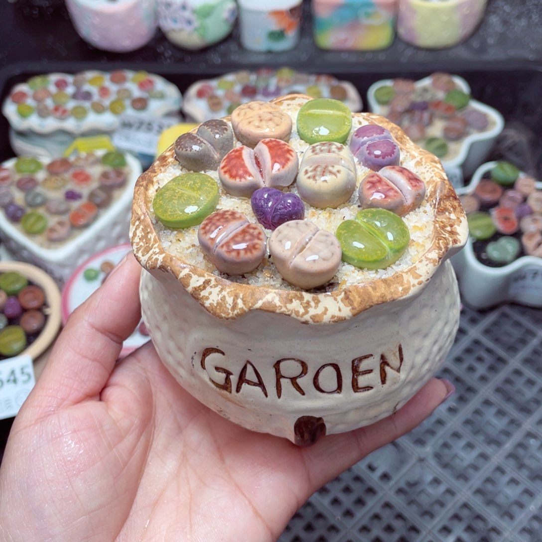 w7547 -零下地区拍保温箱-15支持寄养