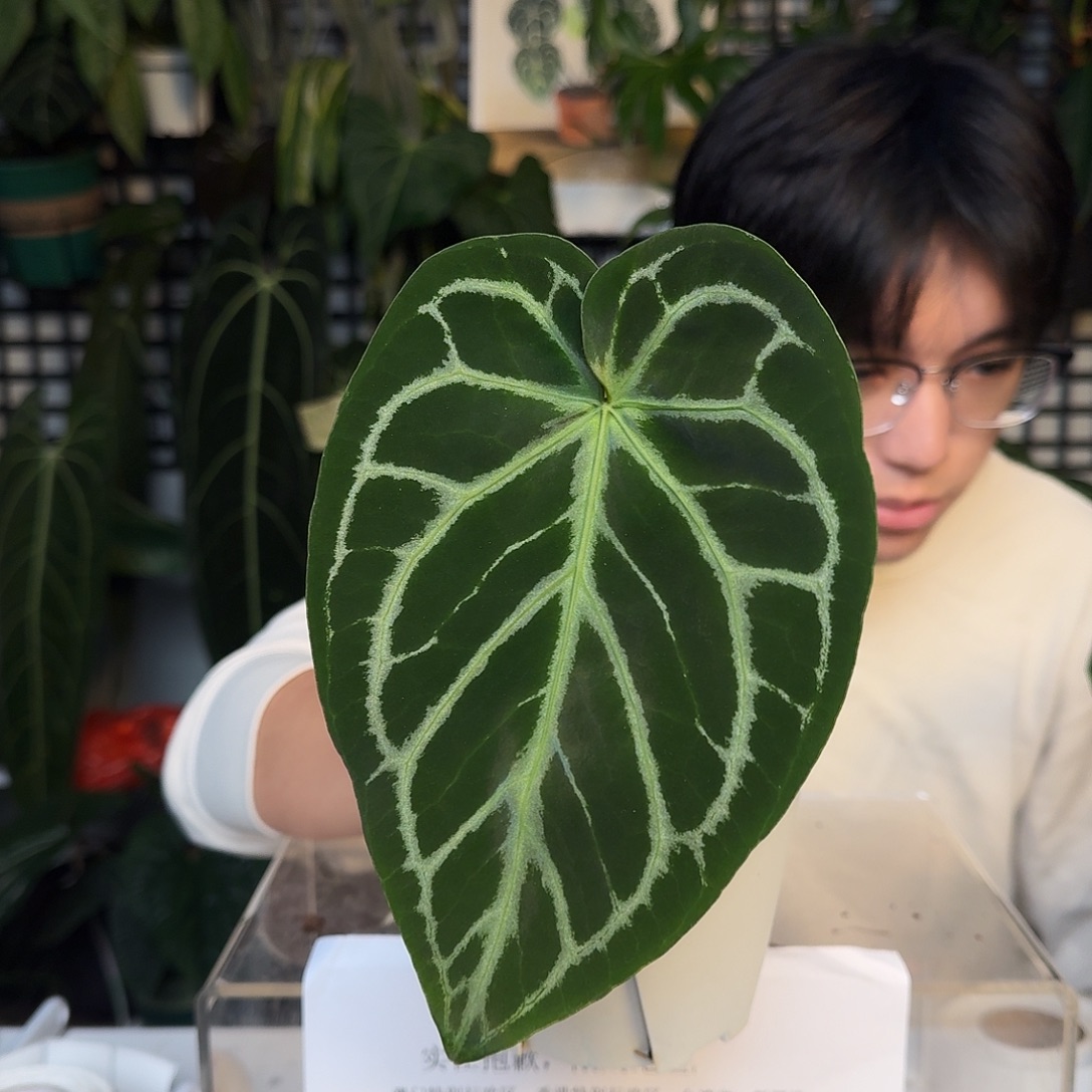 完全开放I172华丽银杂撕裂纹狂