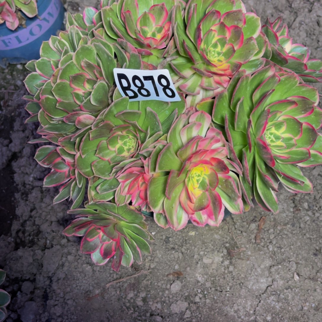 海燕法师26////16包邮