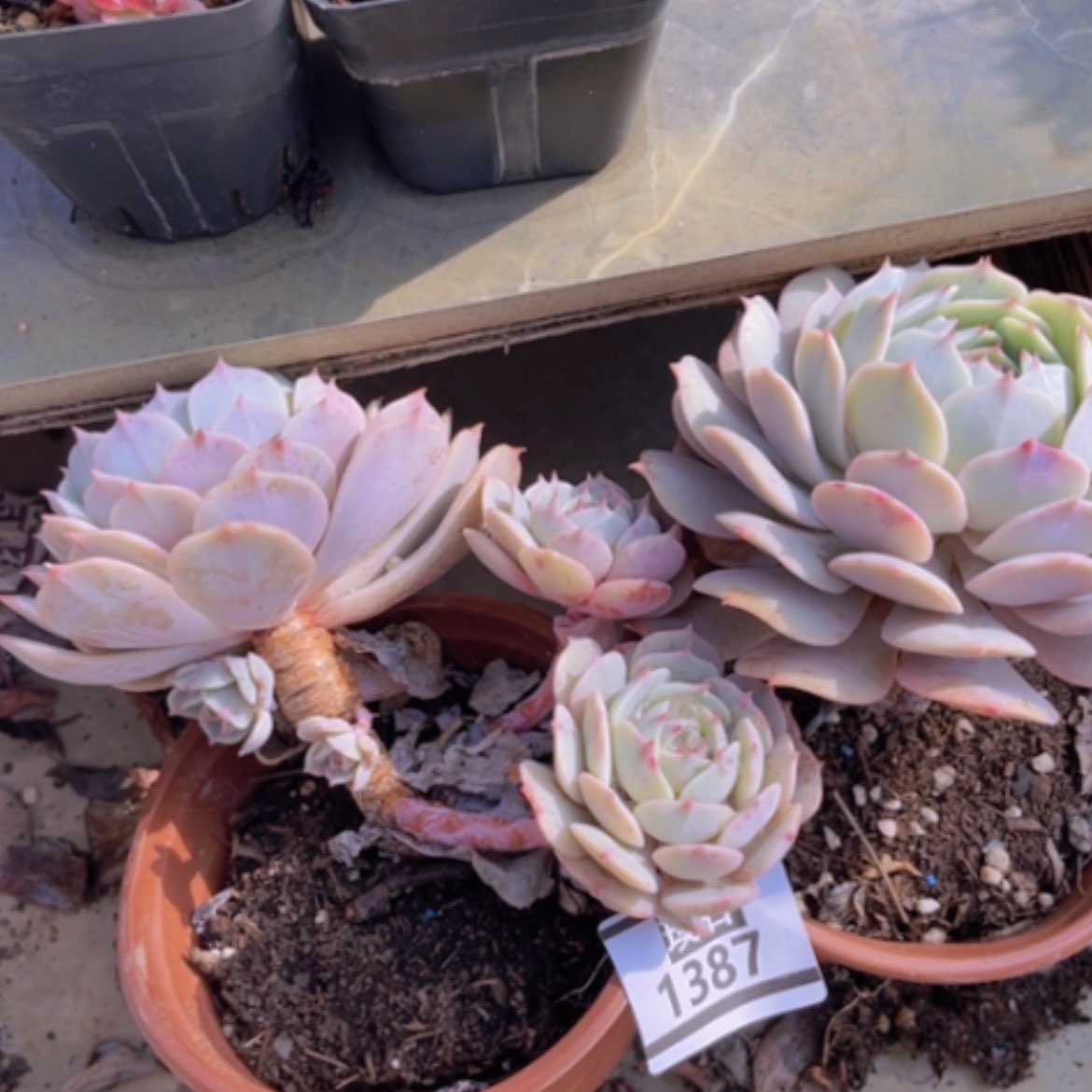 【闪购商品】粉蝶1387