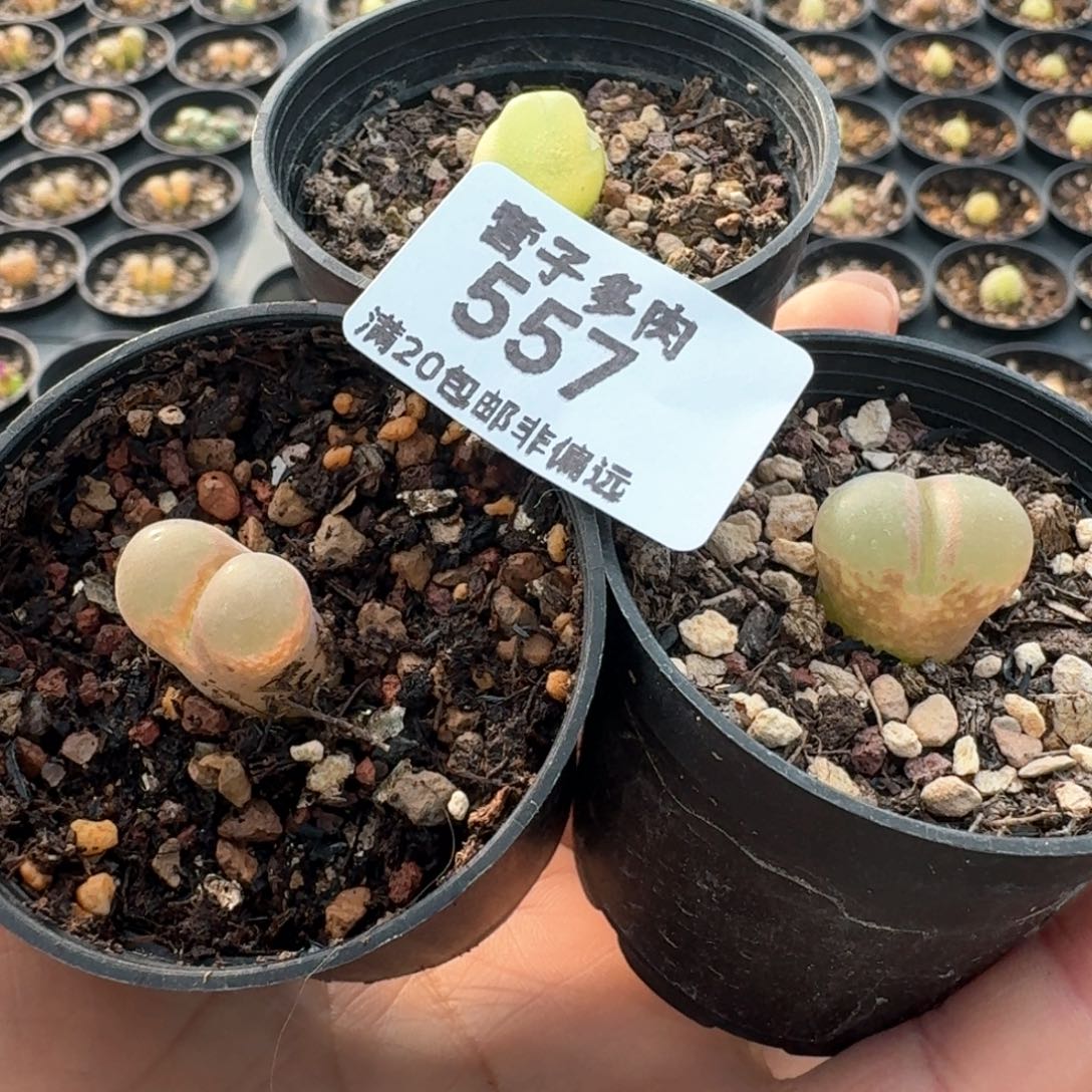 回****料557带盆土发货00000