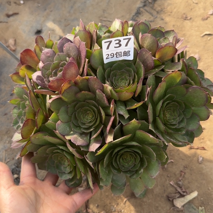 万圣节……多肉植物……