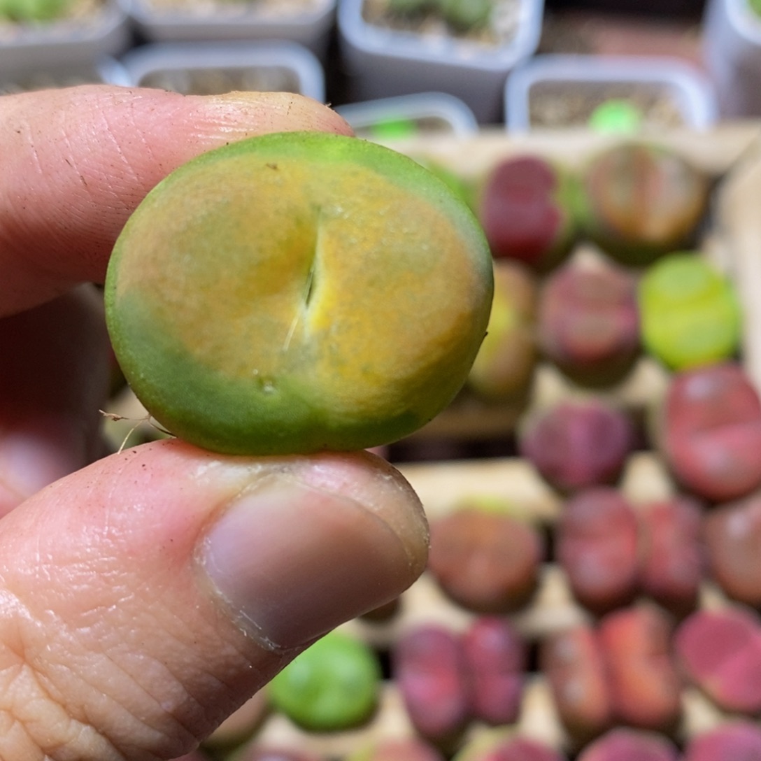 M***e专拍漂亮多肉植物299