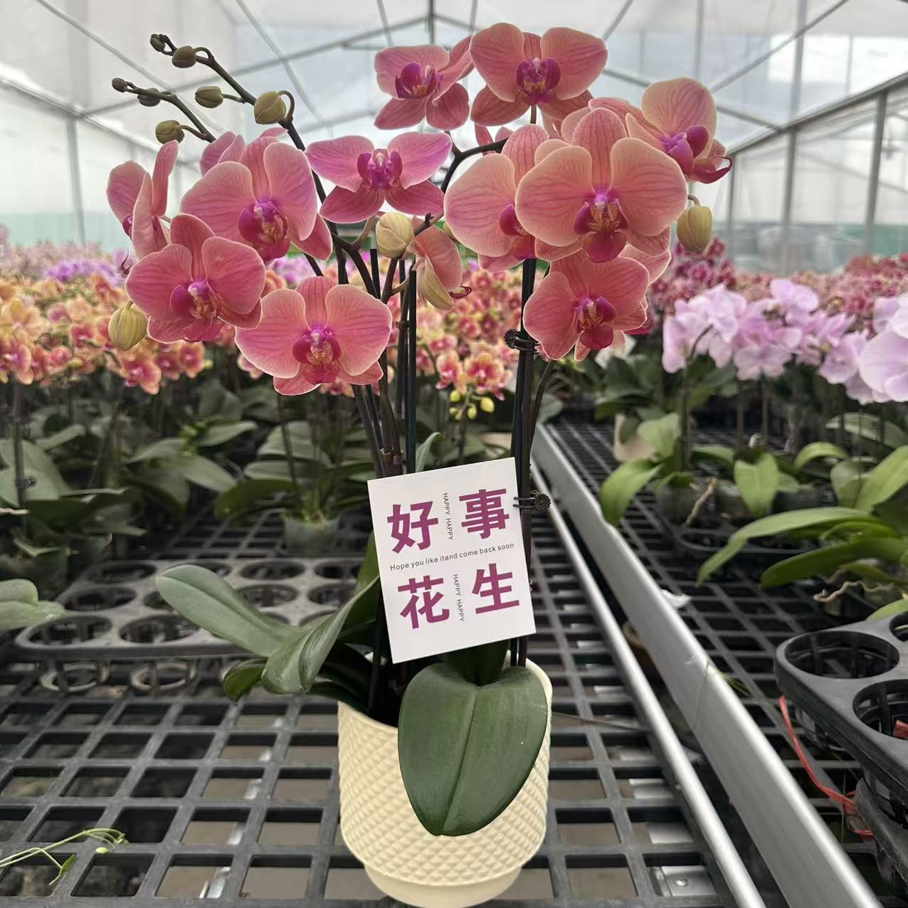 精选蝴蝶兰【小桔灯】复古色橘红系 室内花卉绿植盆栽 基地直发
