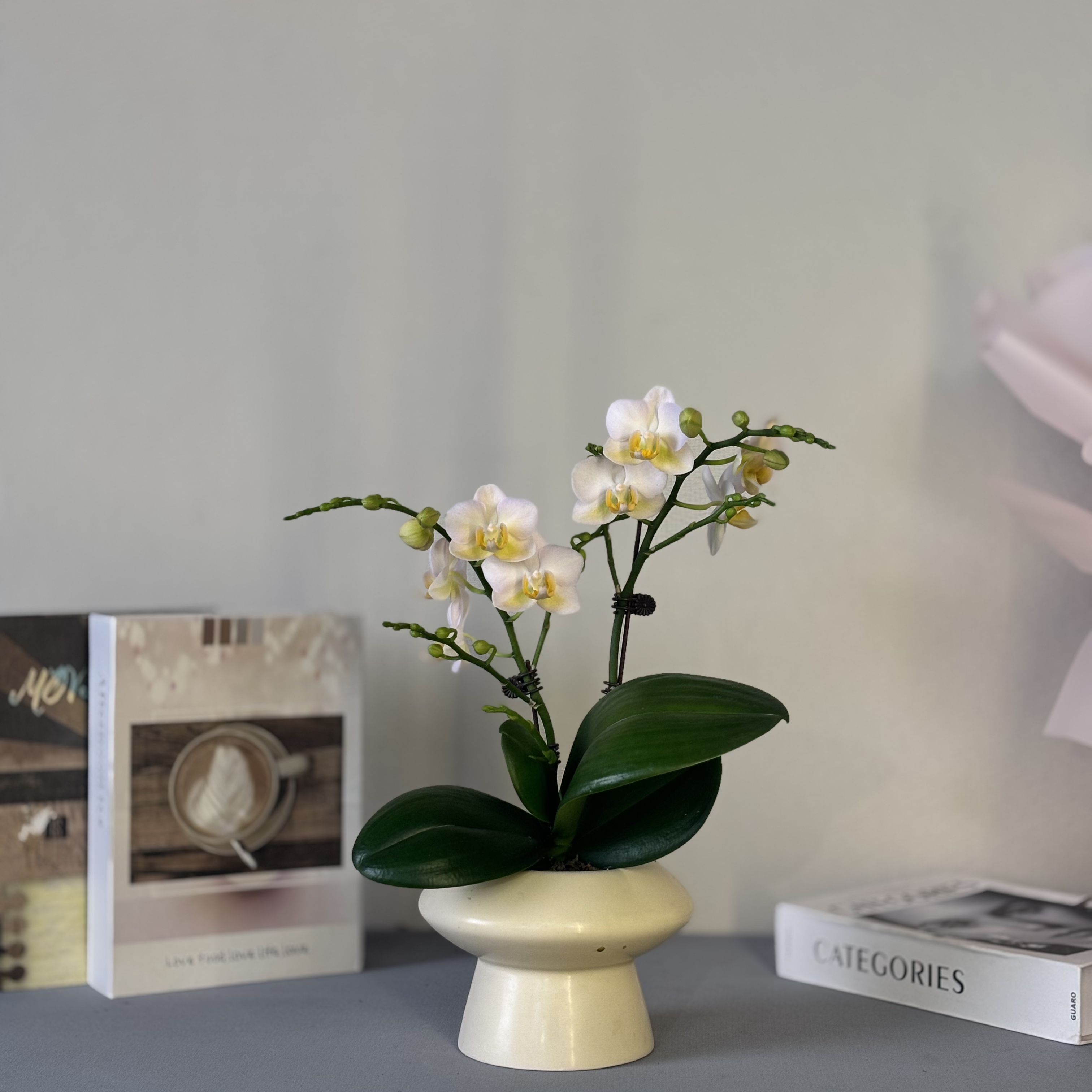 蝴蝶兰《勃艮第》一花观四色 好养耐养带花带花苞 基地直发