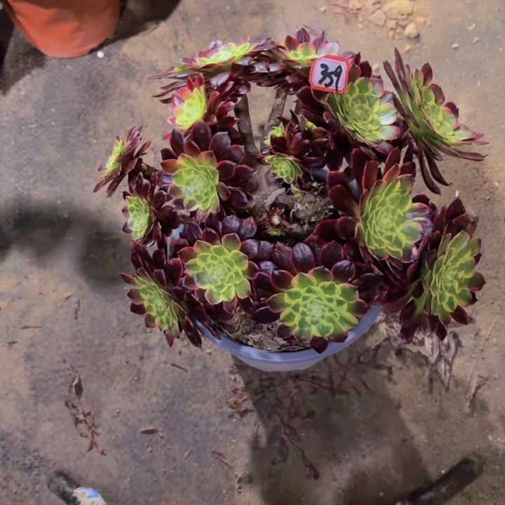 朝霞丛林朵朵351