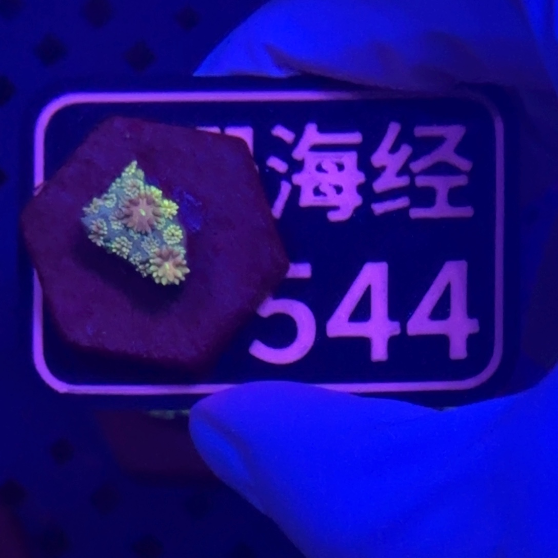 我***乐纽扣珊瑚又又不包邮澳彩切件D544