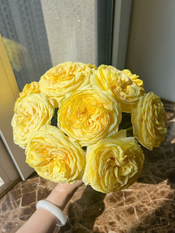 （绿光玫瑰）彩柠檬蓬蓬10支！三件顺丰空运20%不售后