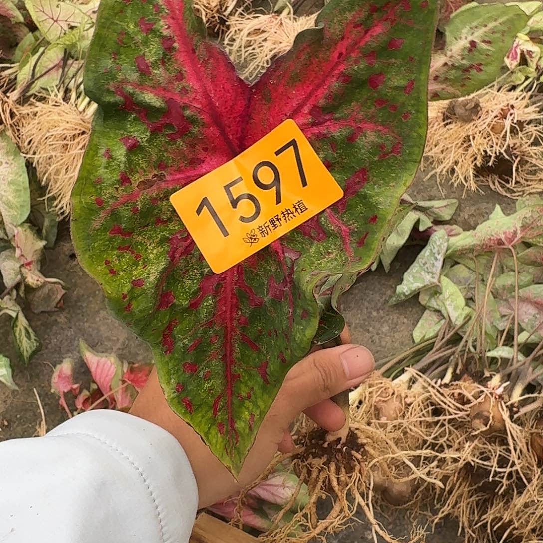 ღ****完全开放1597野火3.7裸球不售后