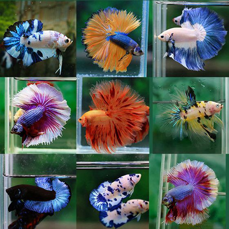 2单配鱼杯【200-299号】 泰国斗鱼观赏鱼苗金鱼热带好养耐活体小型