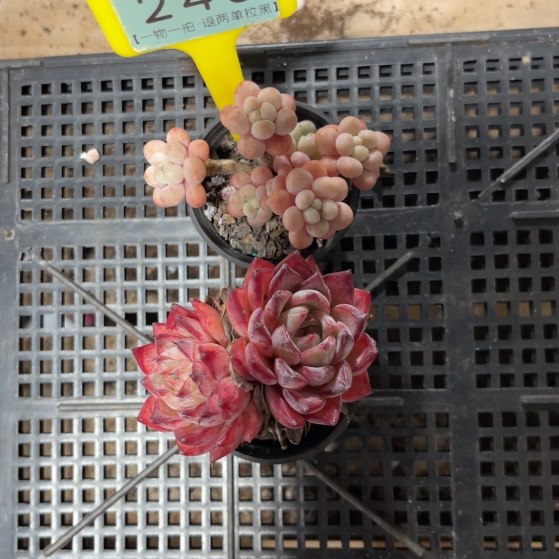 云尘多肉一物一拍240