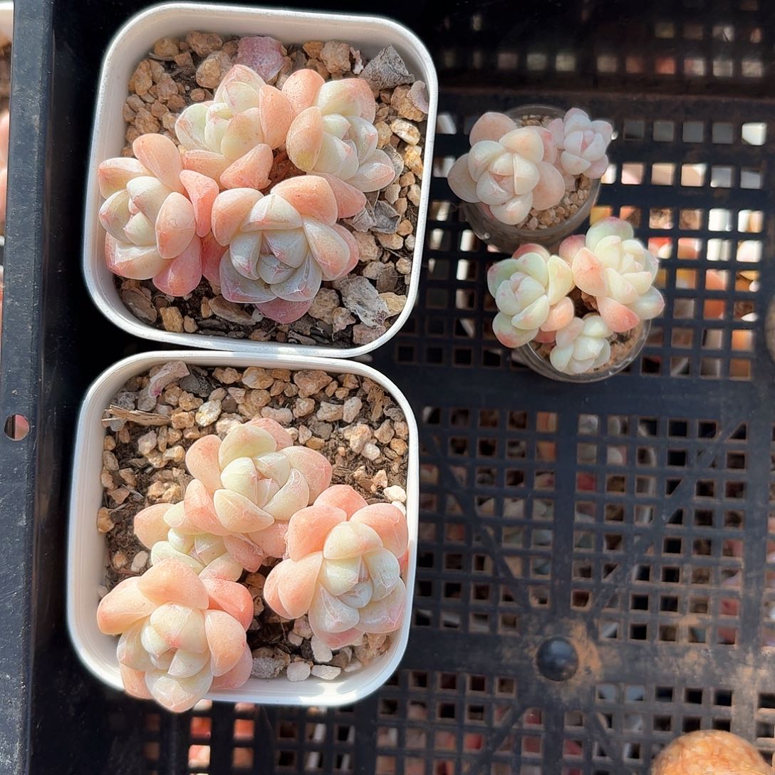 （*）多肉冰玉4颗，4头换脱土4头