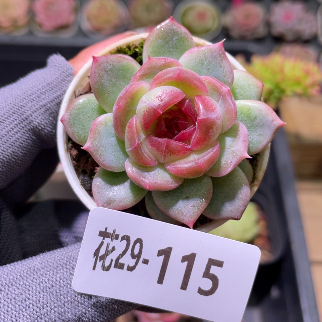 花利美29-115新品珍妮