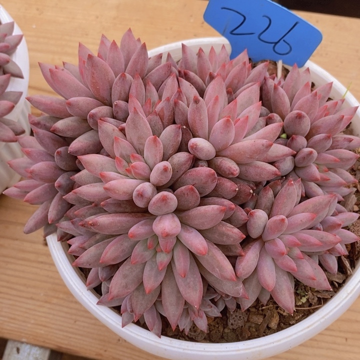 这个我就很难相信是