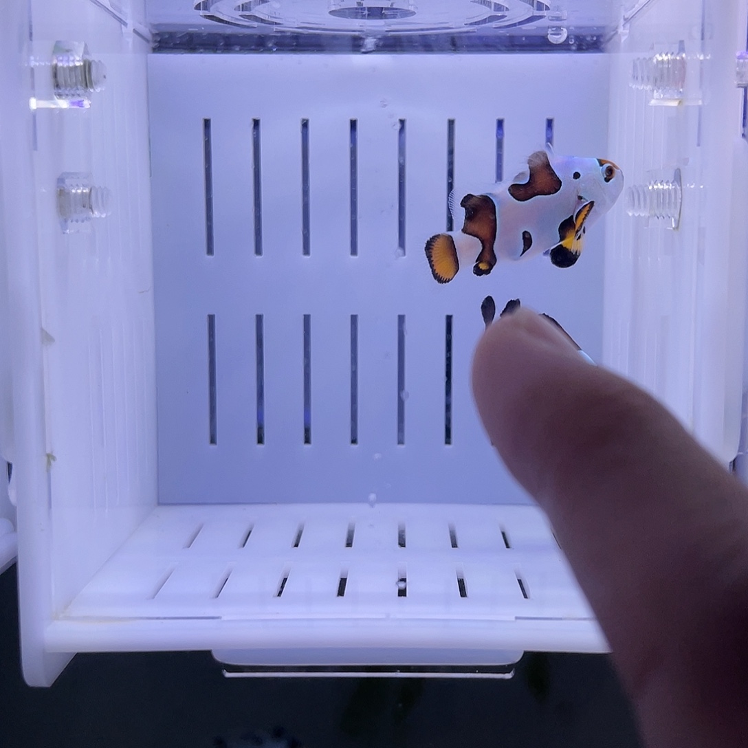 海水鱼澳黑配毕卡猫