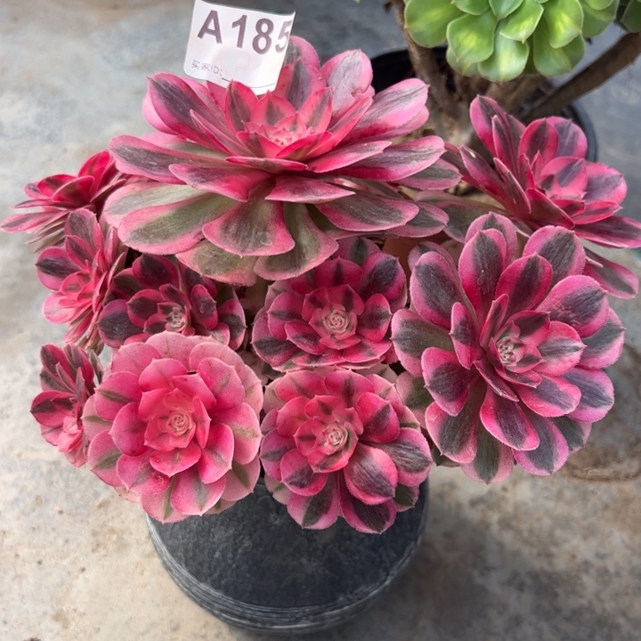 185倾城朵朵小精品20厘米