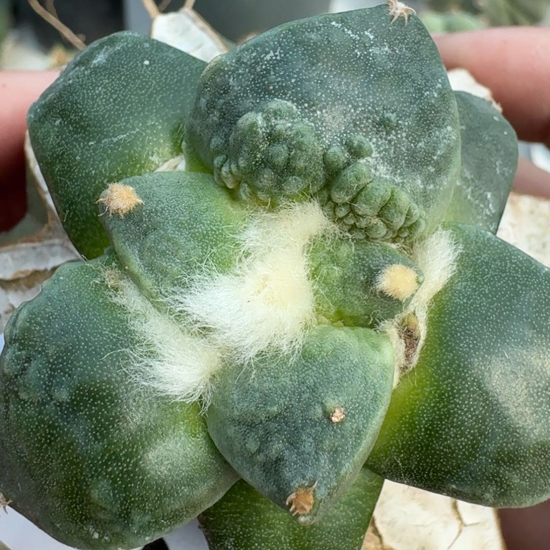 【闪购商品】大尤村主怒涛933