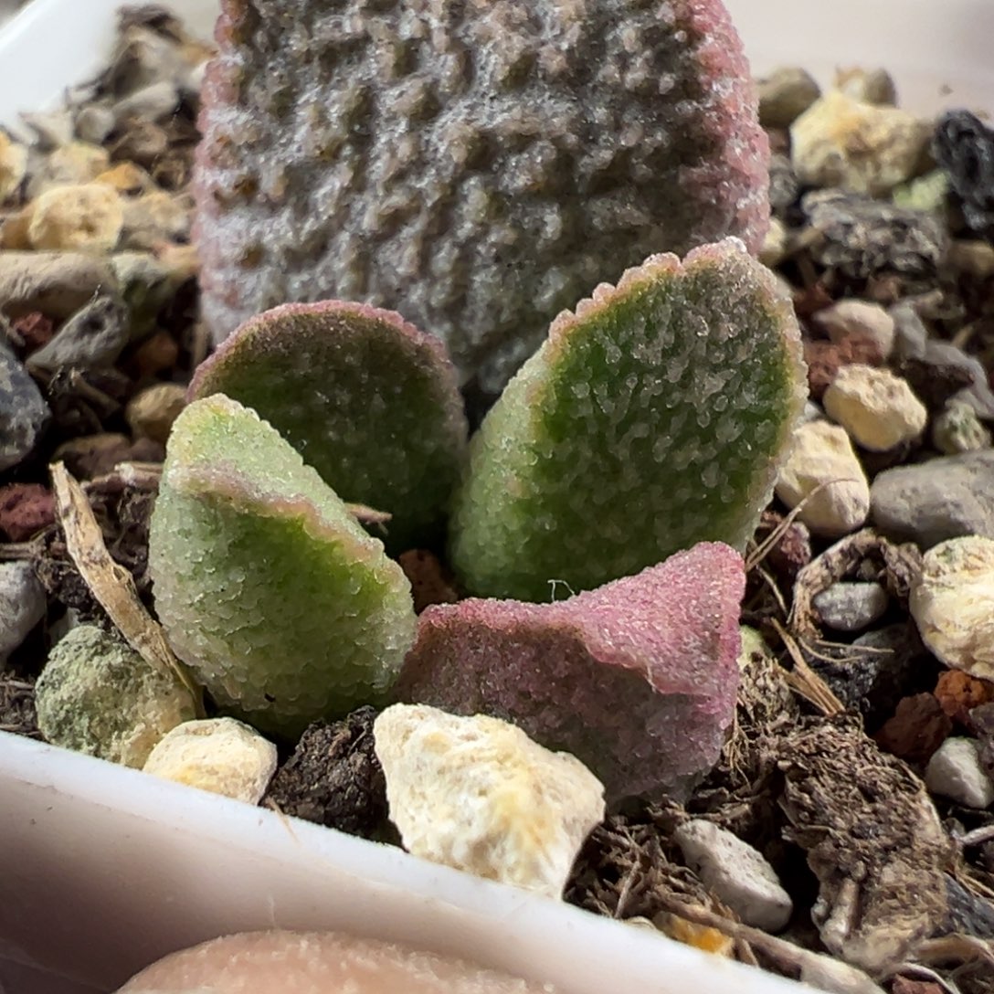 赛猪肝水泡多肉植物水泡