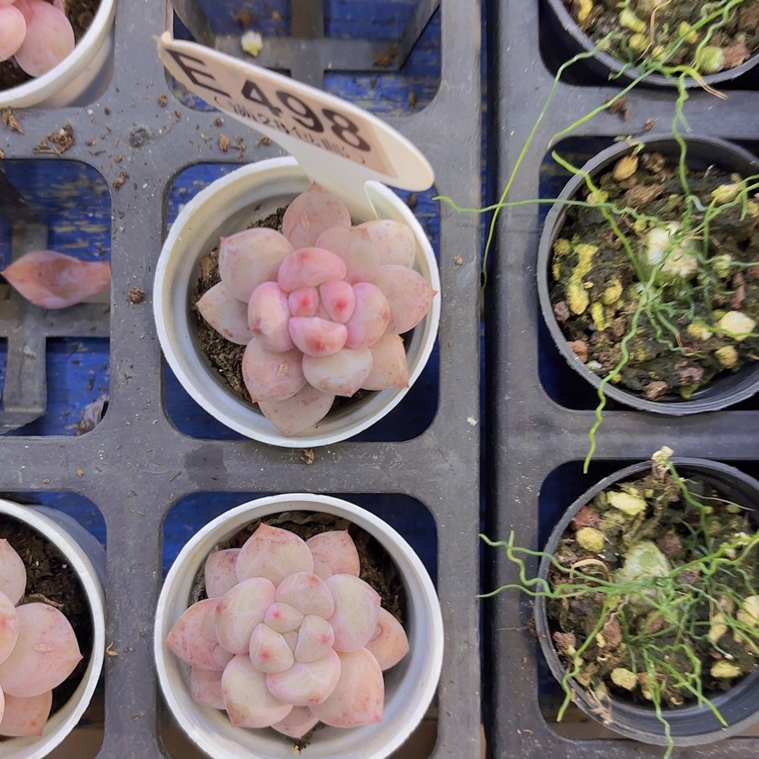 ****E498香水奶一物一拍