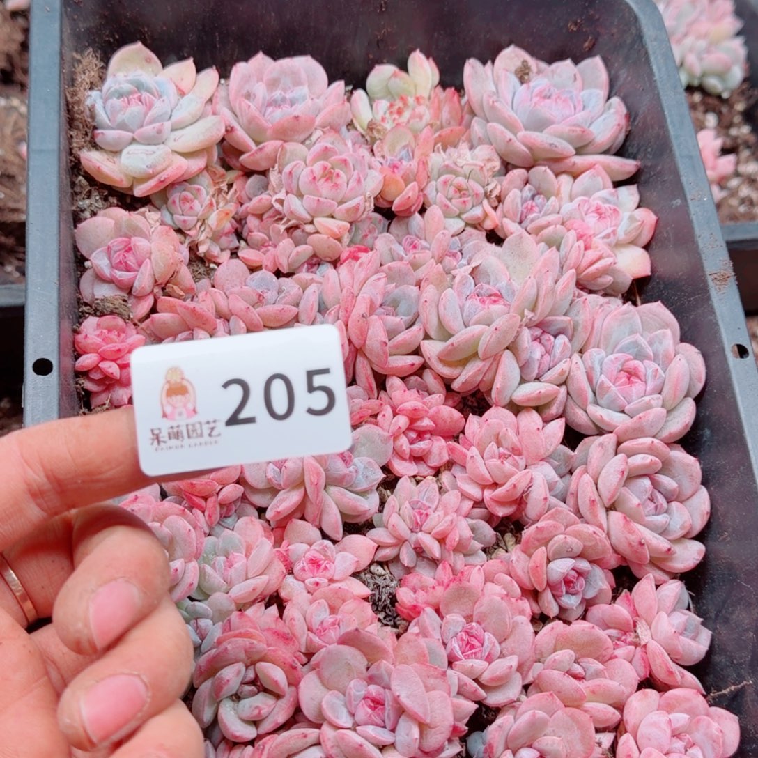 浅***浅多肉植物多肉植物