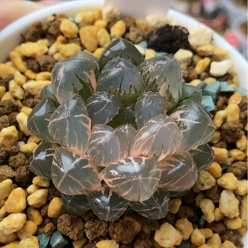 【闪购商品】实生玉露锦62