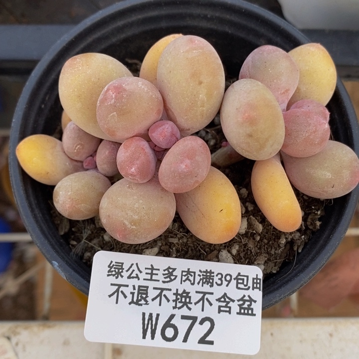 蛋黄奶7cm672多肉植物