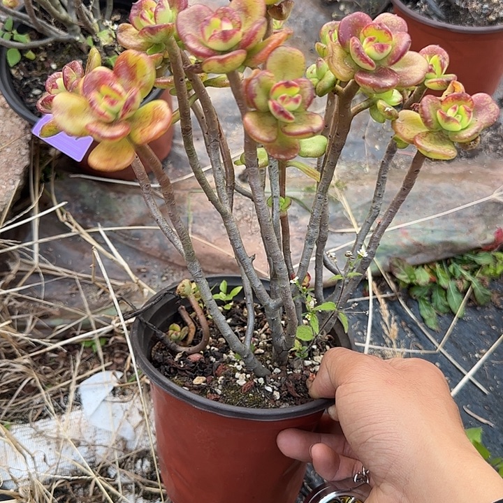 小叶红梅168 多肉植物一物一拍