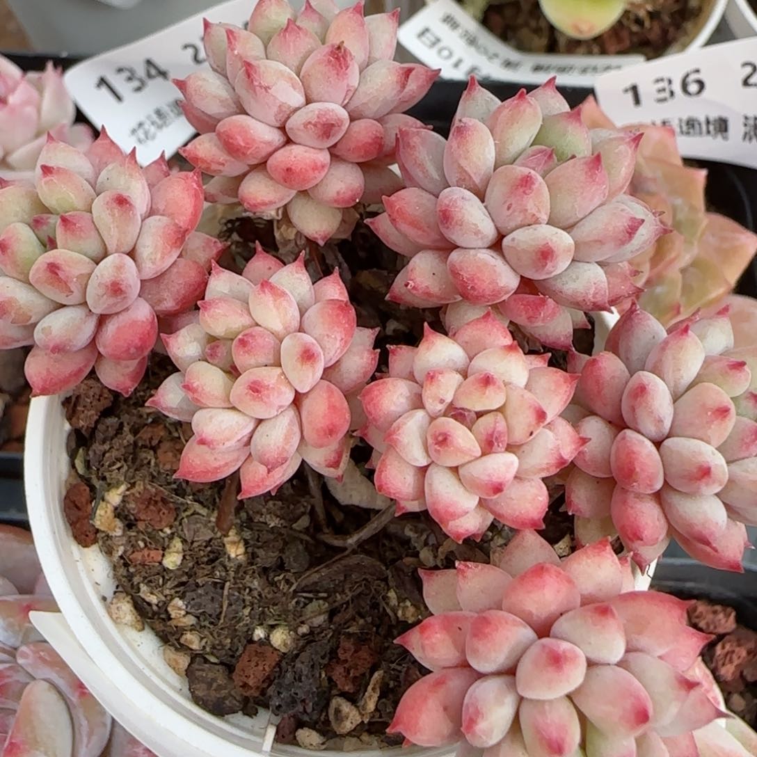 花语逸境0210-151