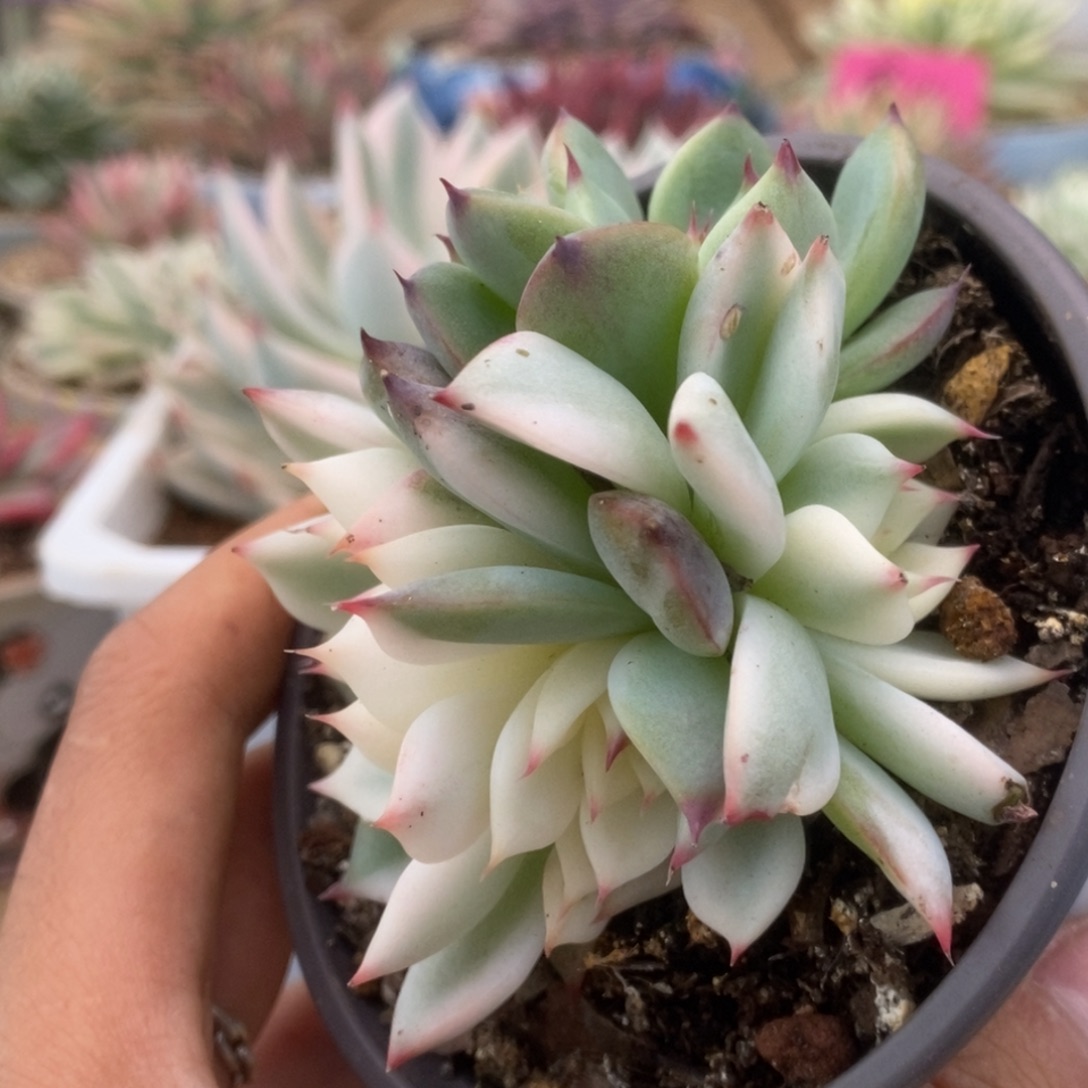 194锦锦锦锦锦锦锦锦锦锦