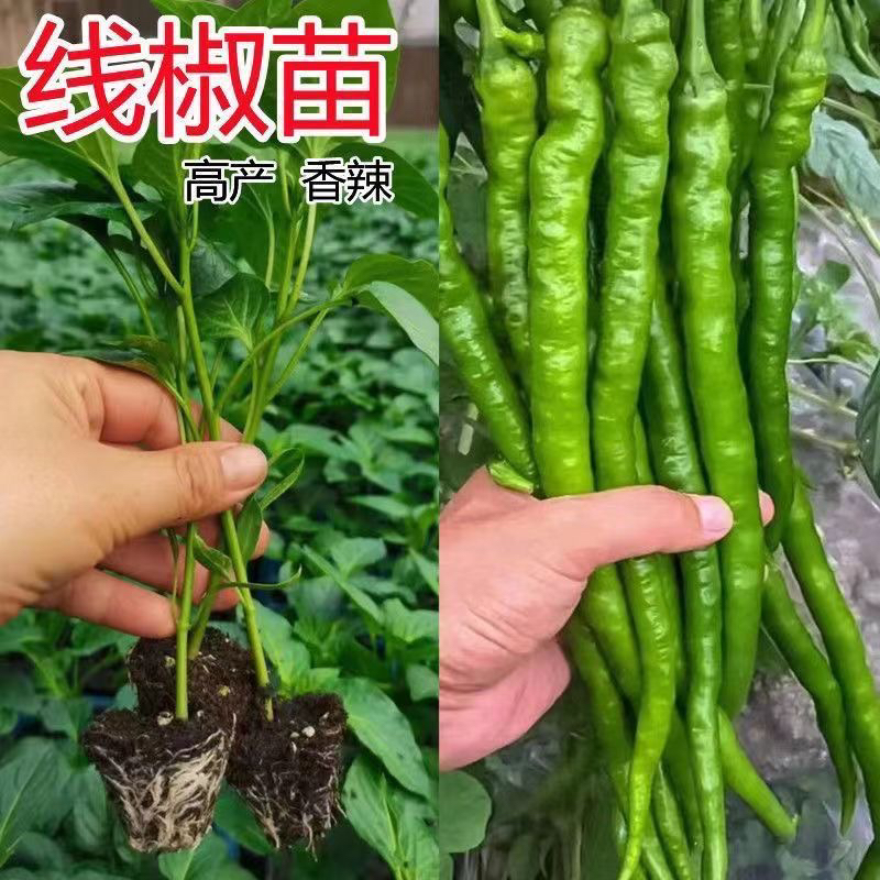 超长特辣线椒种子薄皮早熟春秋高产阳台庭院蔬菜种籽