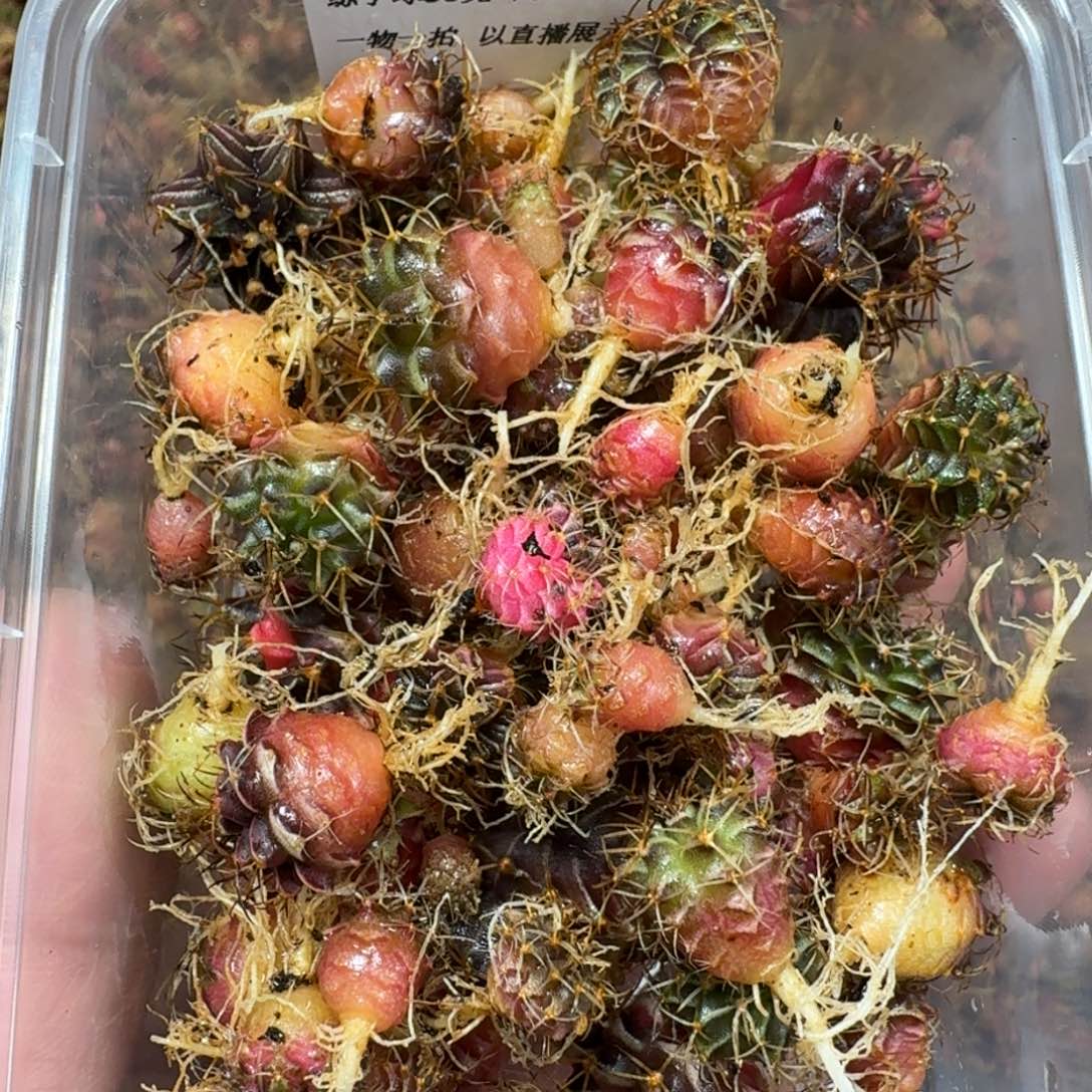 爱***哥米哈实生自然锦练手球116